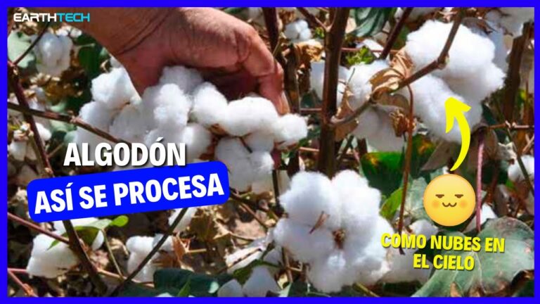 Innovación en telas de algodón: Suavidad reinventada